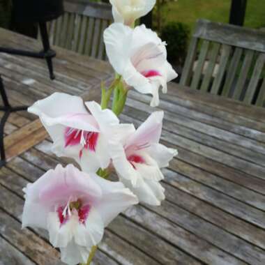 Susan's garden
