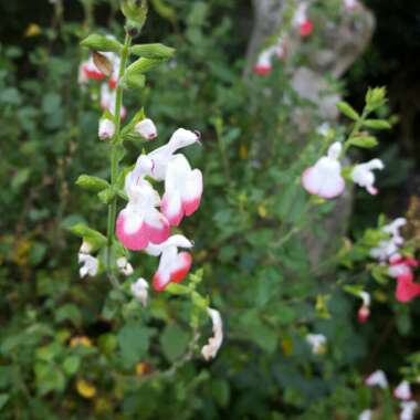 Susan's garden