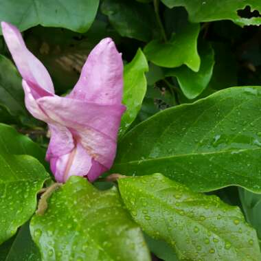 Susan's garden
