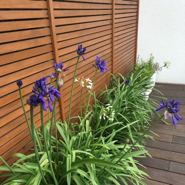 Samantha's garden