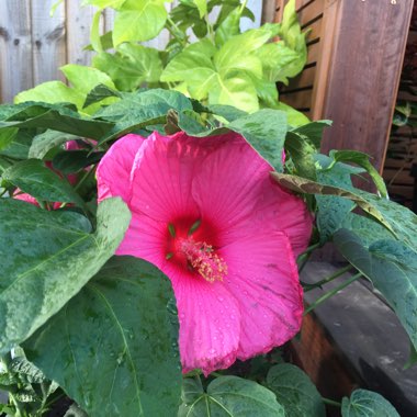 Hibiscus Hot Pink - Extreme