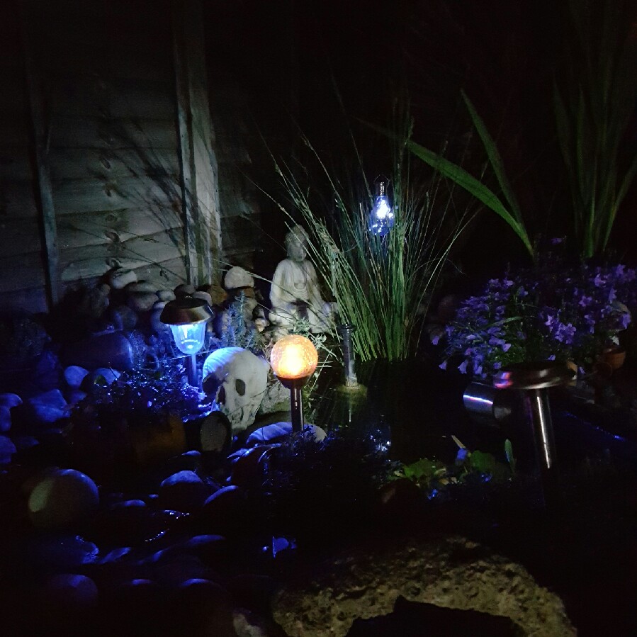 Sue's garden