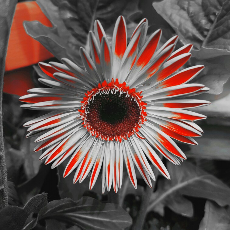 Gerbera 'Garvinea'