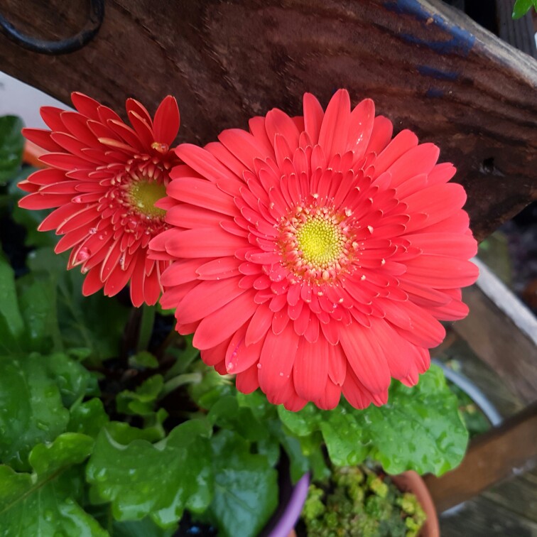 Gerbera 'Garvinea'