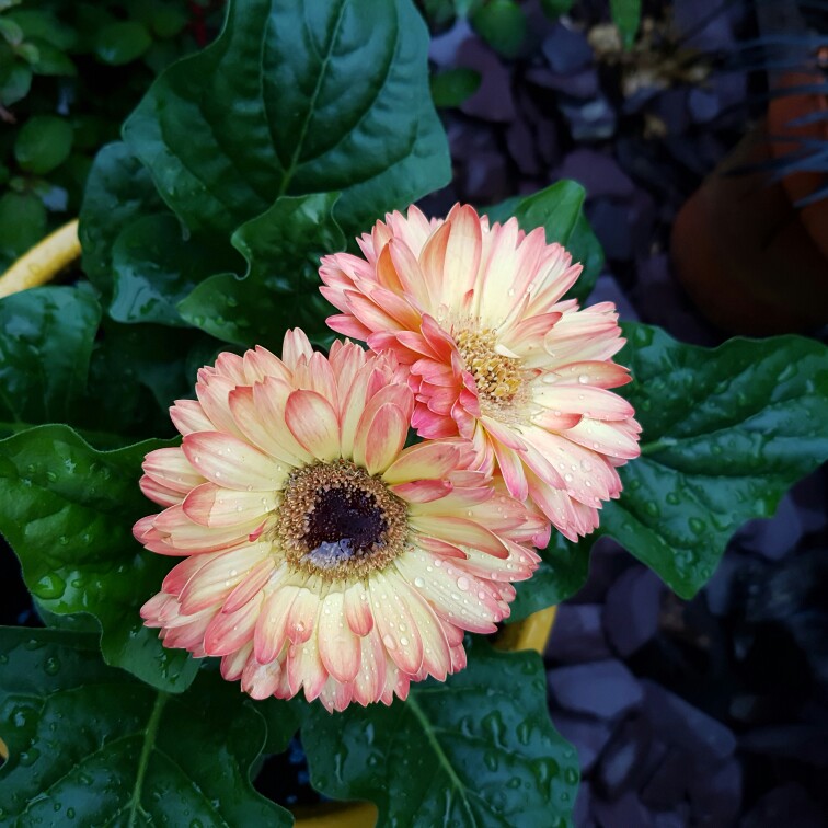 Gerbera Daisy