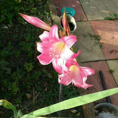Sue's garden