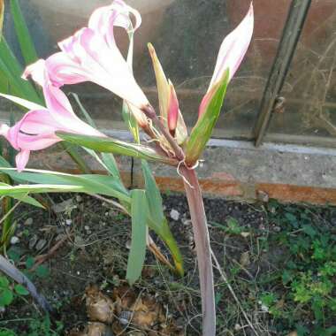 Sue's garden