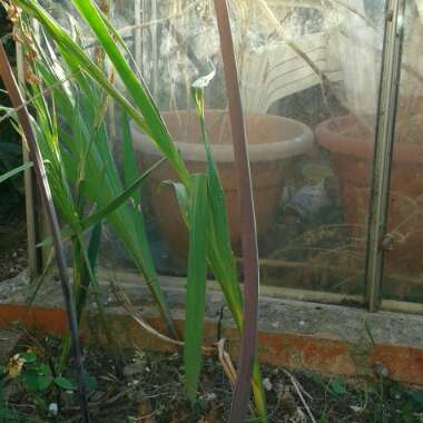 Sue's garden