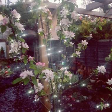 Sue's garden
