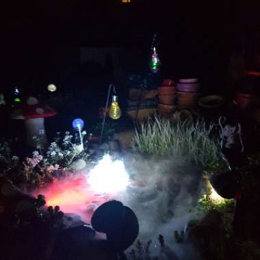 Sue's garden