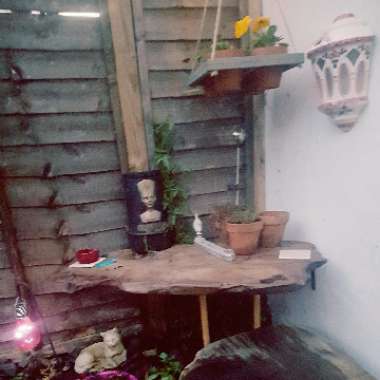 Sue's garden