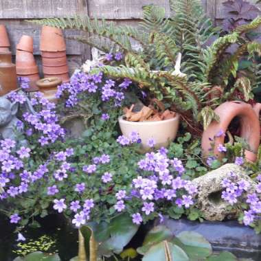 Sue's garden