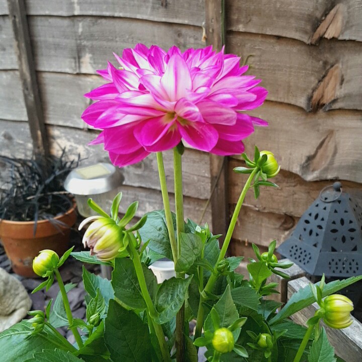 Plant image Dahlia 'Garden Show'