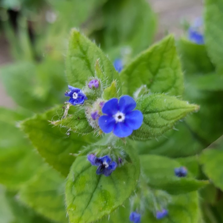 plant image 449049