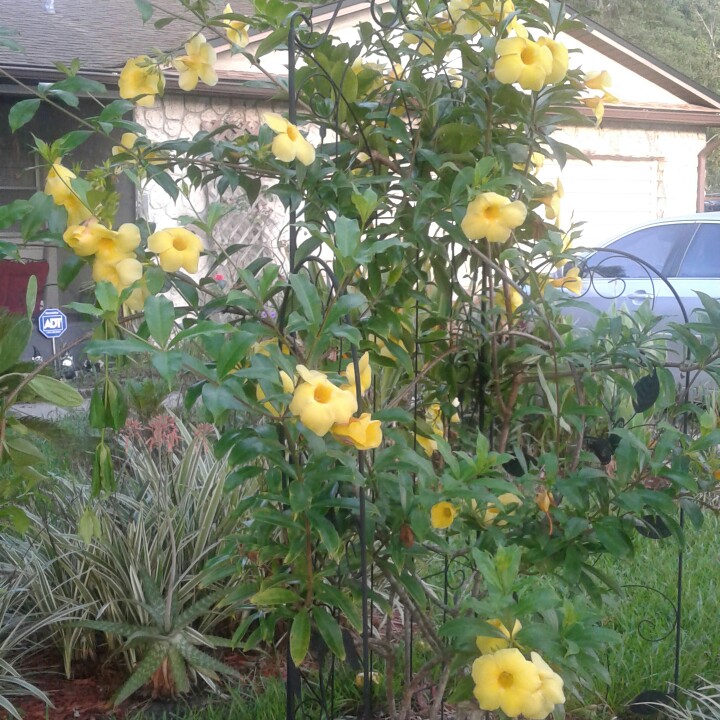 Plant image Allamanda cathartica