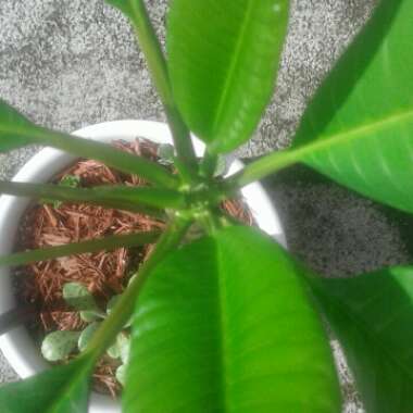 Frangipani