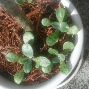 Suzelle's garden