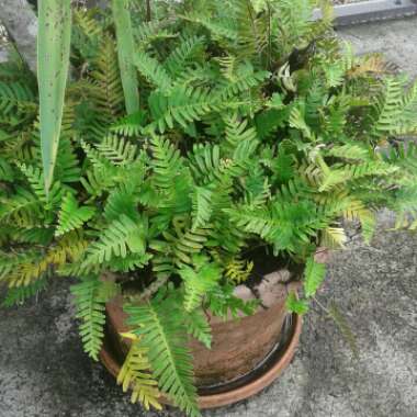 Suzelle's garden