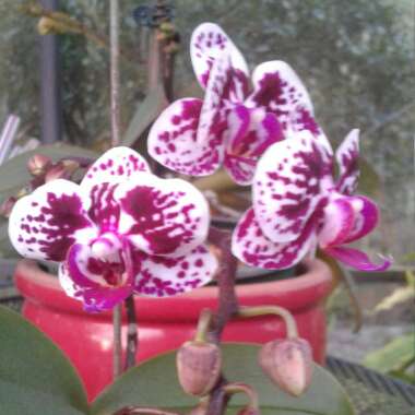 Suzelle's garden
