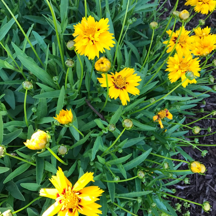 Plant image Coreopsis lanceolata 'Sterntaler'