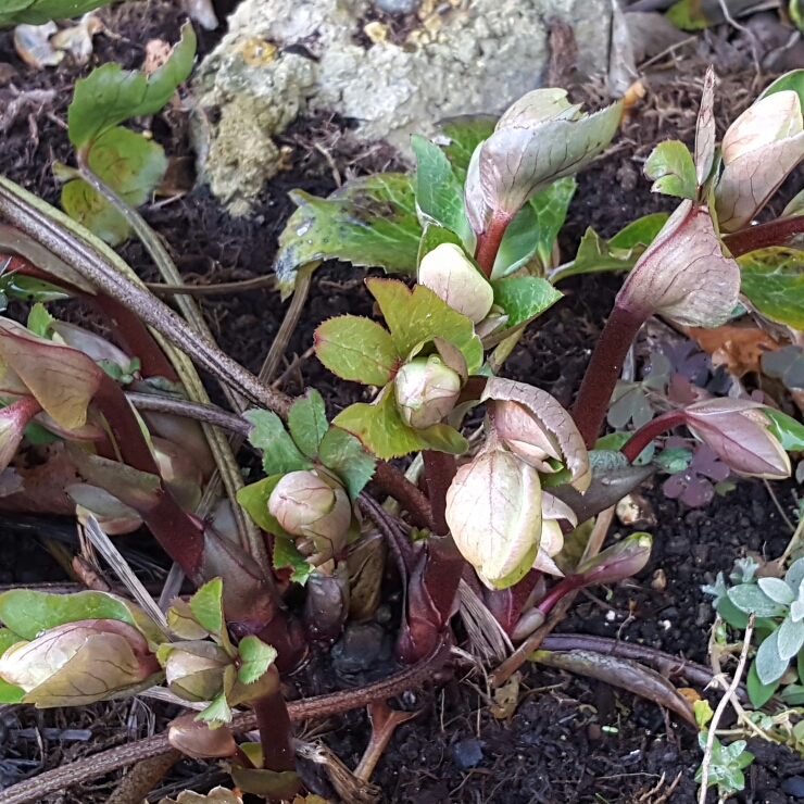 Plant image Helleborus 'Epbrd01' (Frostkiss Series) syn. Helleborus (Rodney Davey Marbled Group) 'Molly's White'