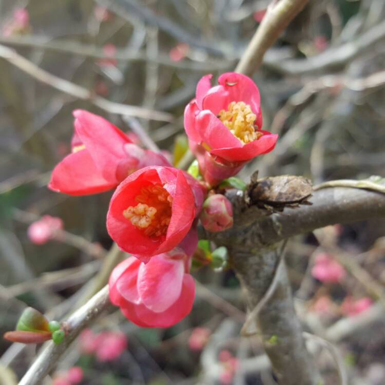 plant image 324563