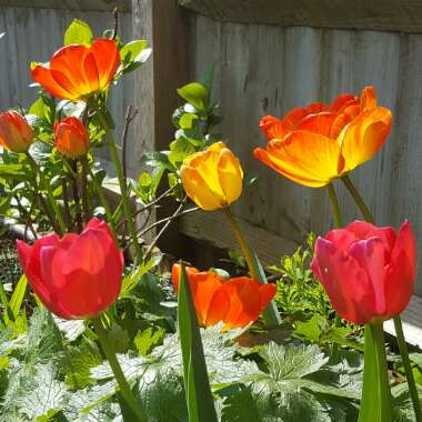 Tulip
