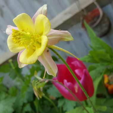Columbine 'McKana Giant'