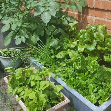 Suzanne's garden