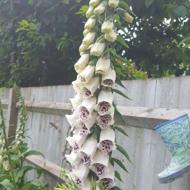 Foxglove 'Dalmatian Cream'