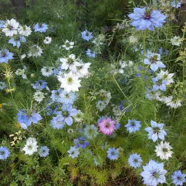Nigella damascena 'Miss Jekyll'