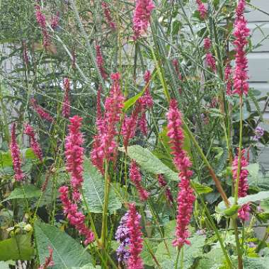 Persicaria 'Firedance'