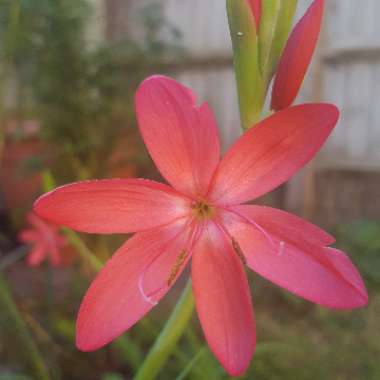 Crimson Flag Lily