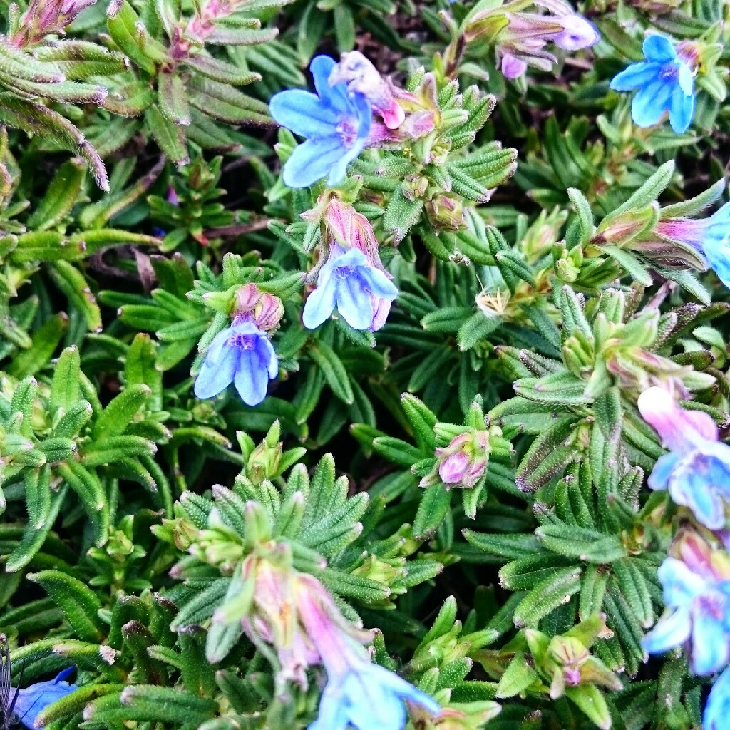 Suziegreenfingers's garden