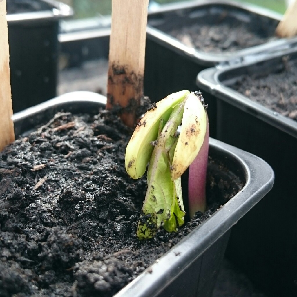 Climbing French Bean 'Blue Coco'