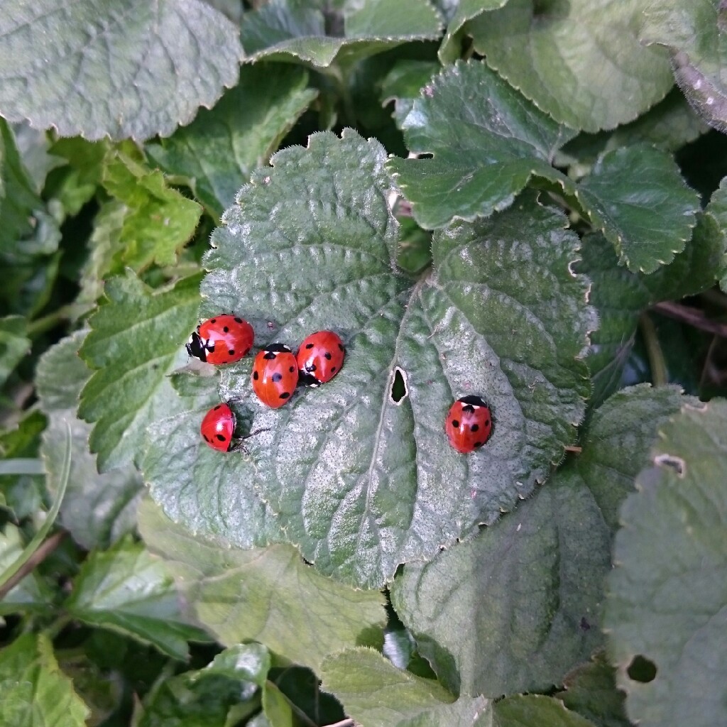 Suziegreenfingers's garden