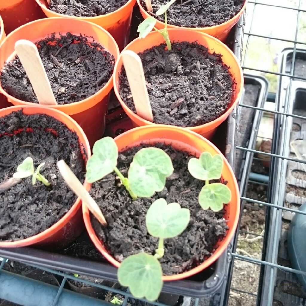 Tropaeolum Majus 'Whirlybird Orange'