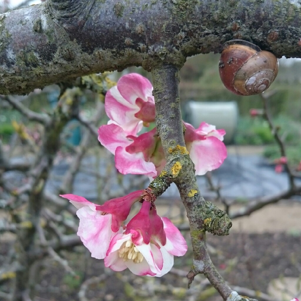 Giant Chinese Quince