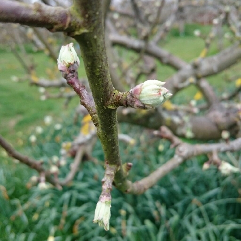 Apple 'Upton Pyne'