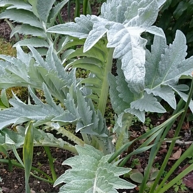 Cardoon