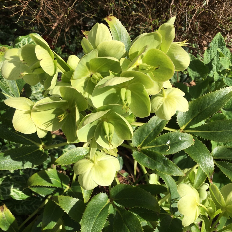 Plant image Helleborus viridis
