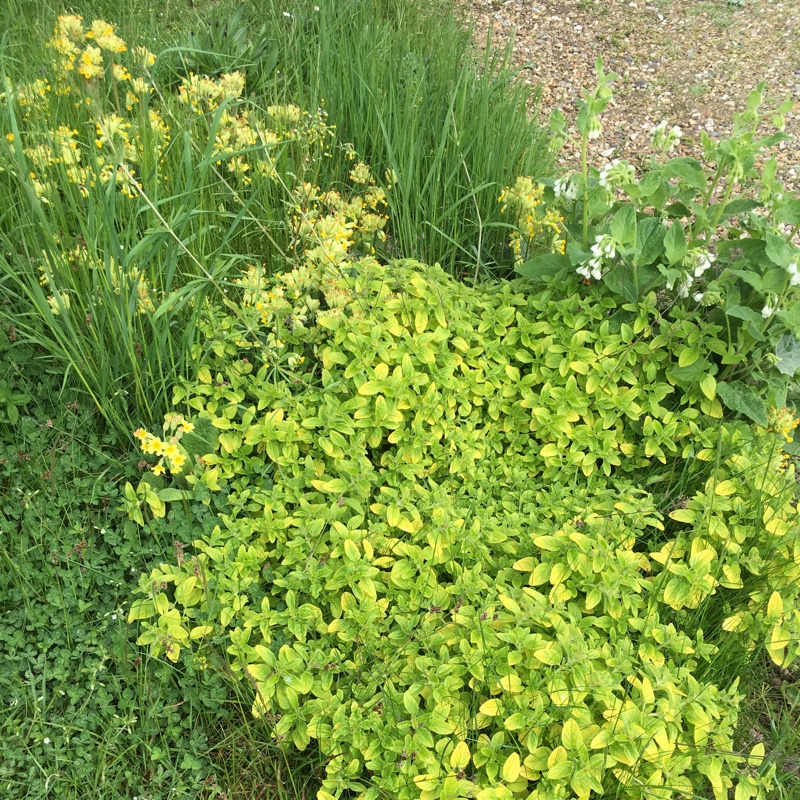Plant image Origanum Laevigatum 'Rosenkuppel'