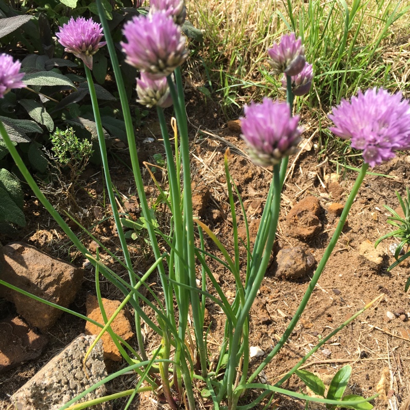 plant image 89597