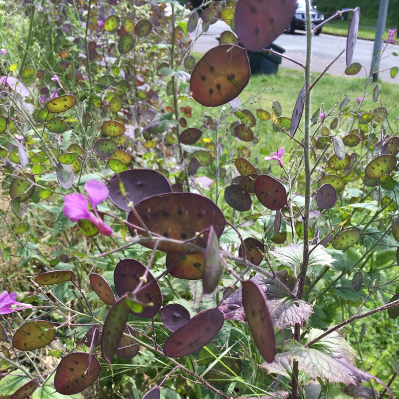 plant image 89598
