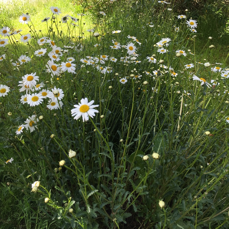 plant image 89600