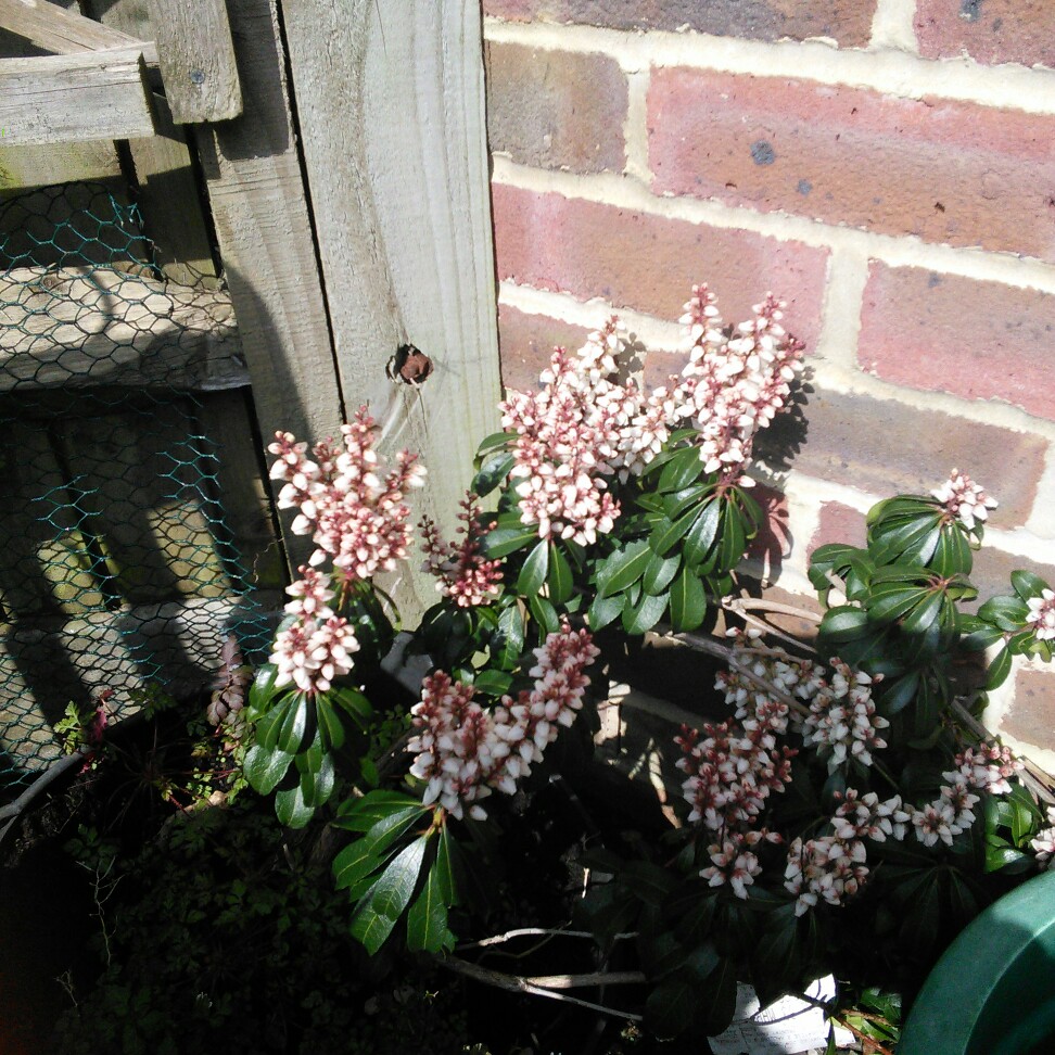 Plant image Osmanthus Delavayi