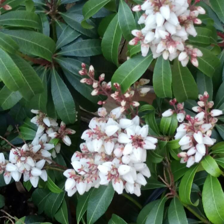 Plant image Osmanthus Delavayi
