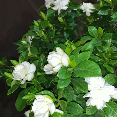 Gardenia
