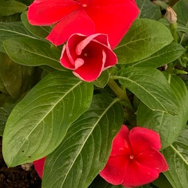 Catharanthus roseus syn. Vinca Rosea 'Grape Cooler'