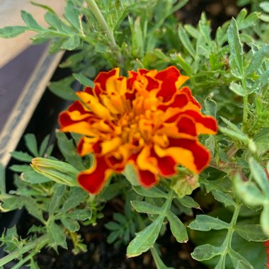 Tagetes
